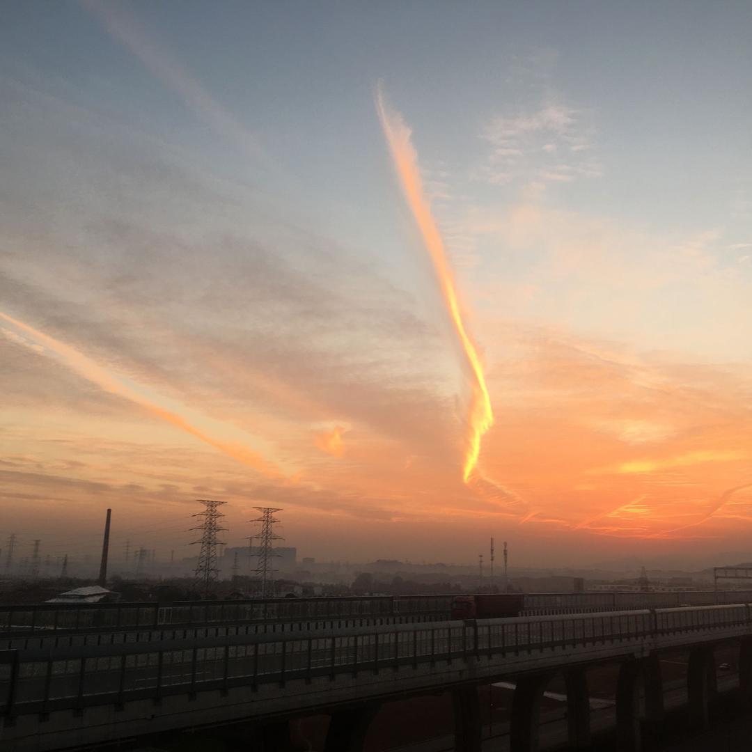 梭梭树