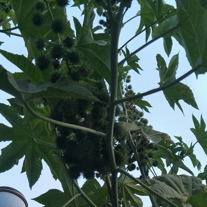 小连