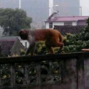 苏文