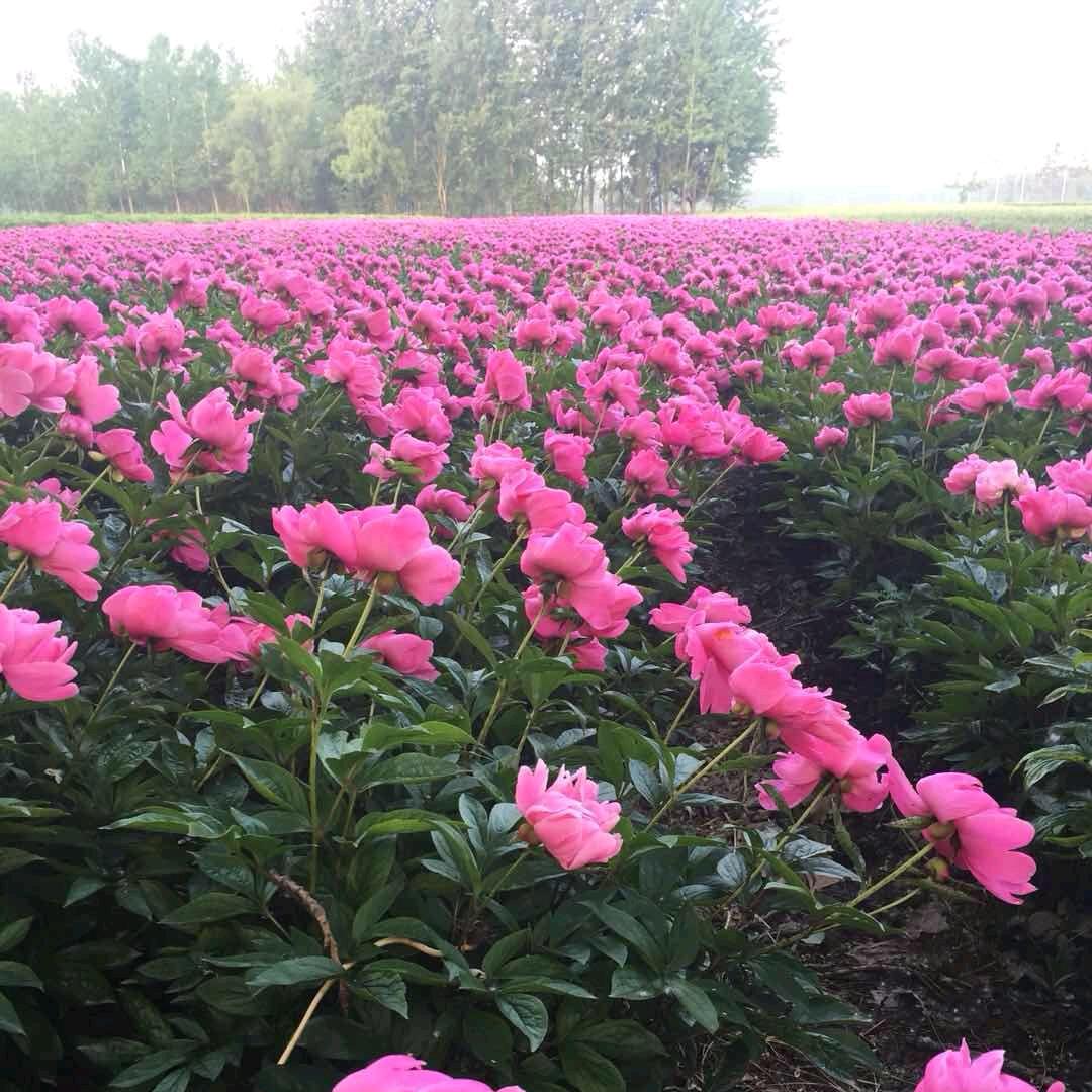 佰草堂农业科技有限公司