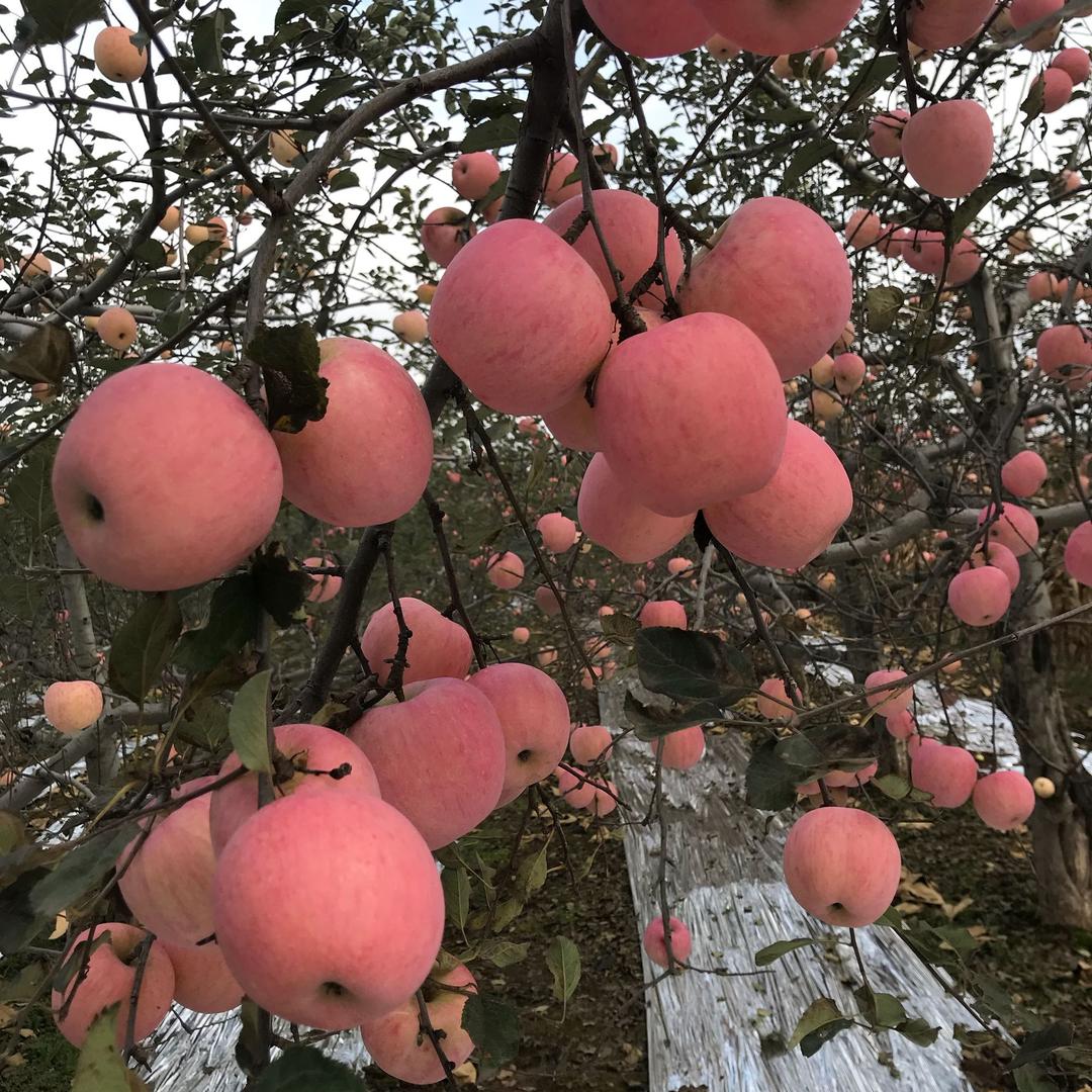 东北虎
