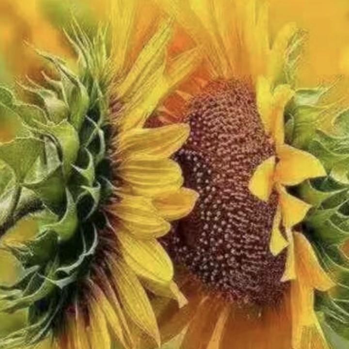 向日葵🌻🌻🌻