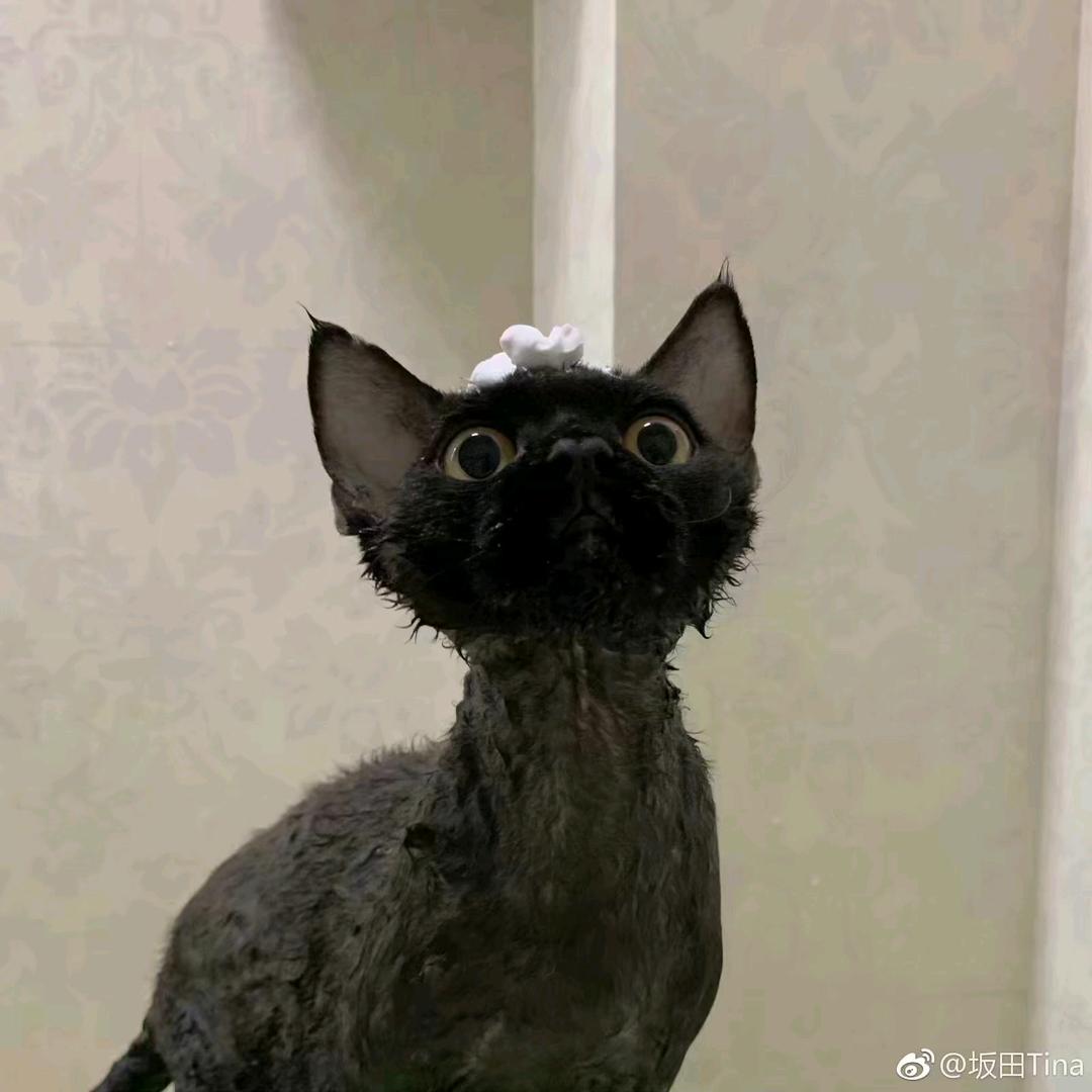 坨坨头不大