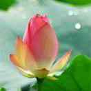 心里永远有个你