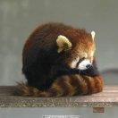 可是一个大熊猫！