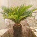 千年铁树陈传刘