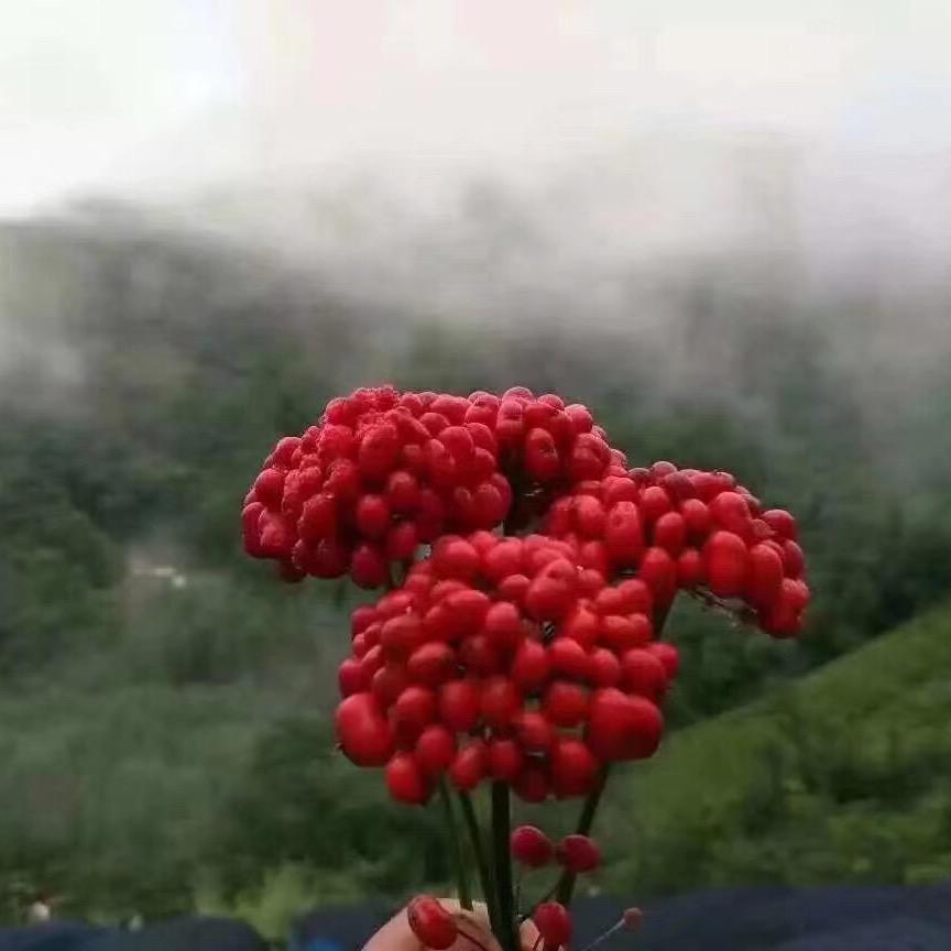 东北食鲜生参行