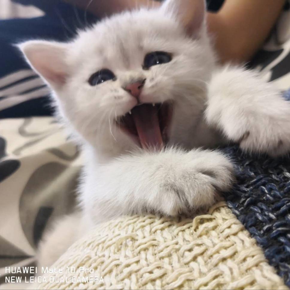猪咪兄弟（谜底）