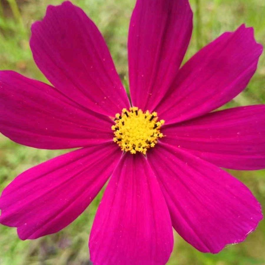 大坏蛋，小橙同学