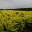 出租沟机铲车吊车实在人伟哥