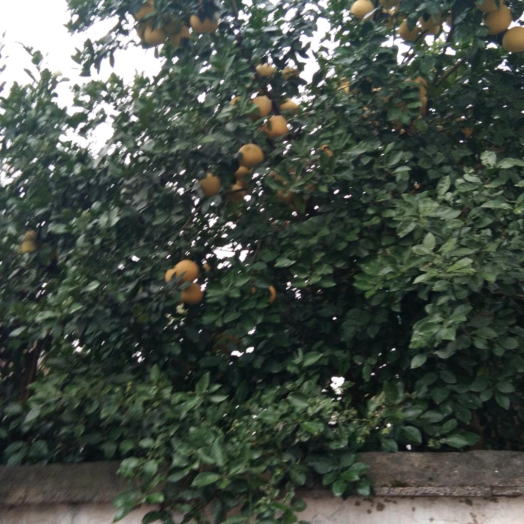 老憨
