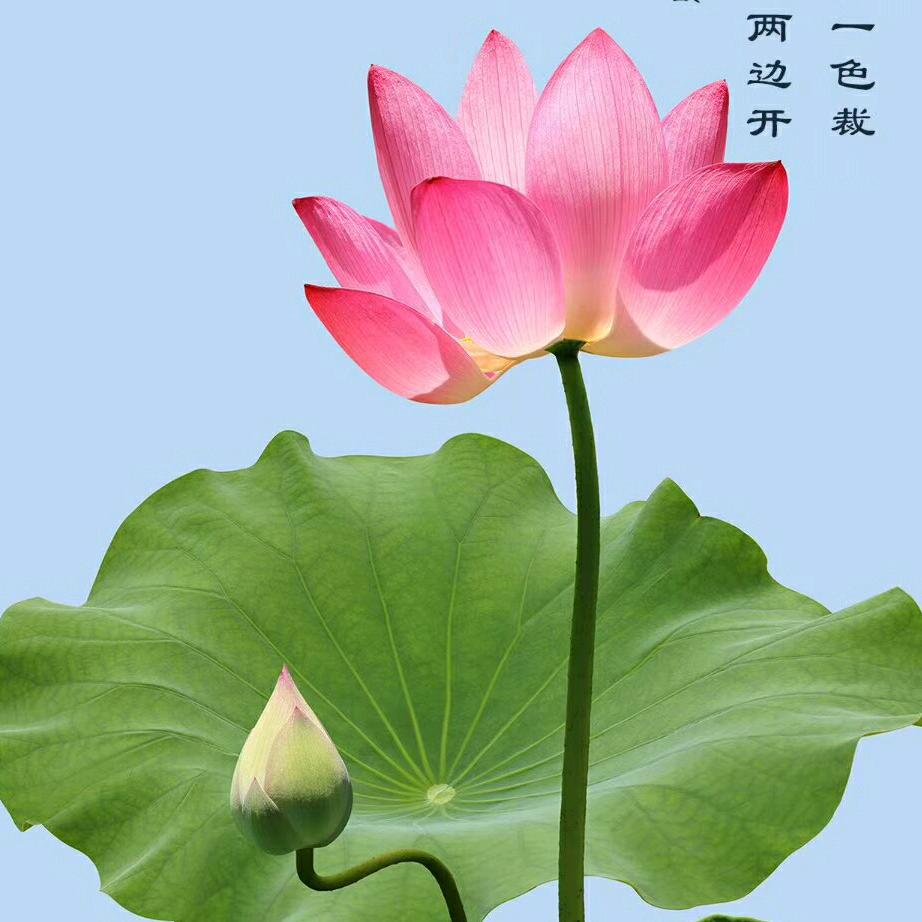 明月白
