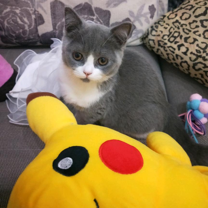 自闭猫𓆡𓆝𓆟𓆜𓆞𓆝𓆟𓆜?