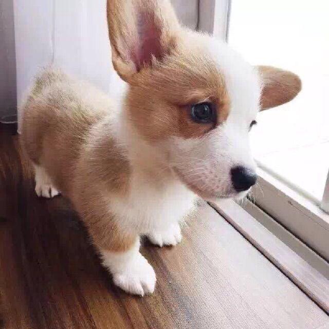 Ppya