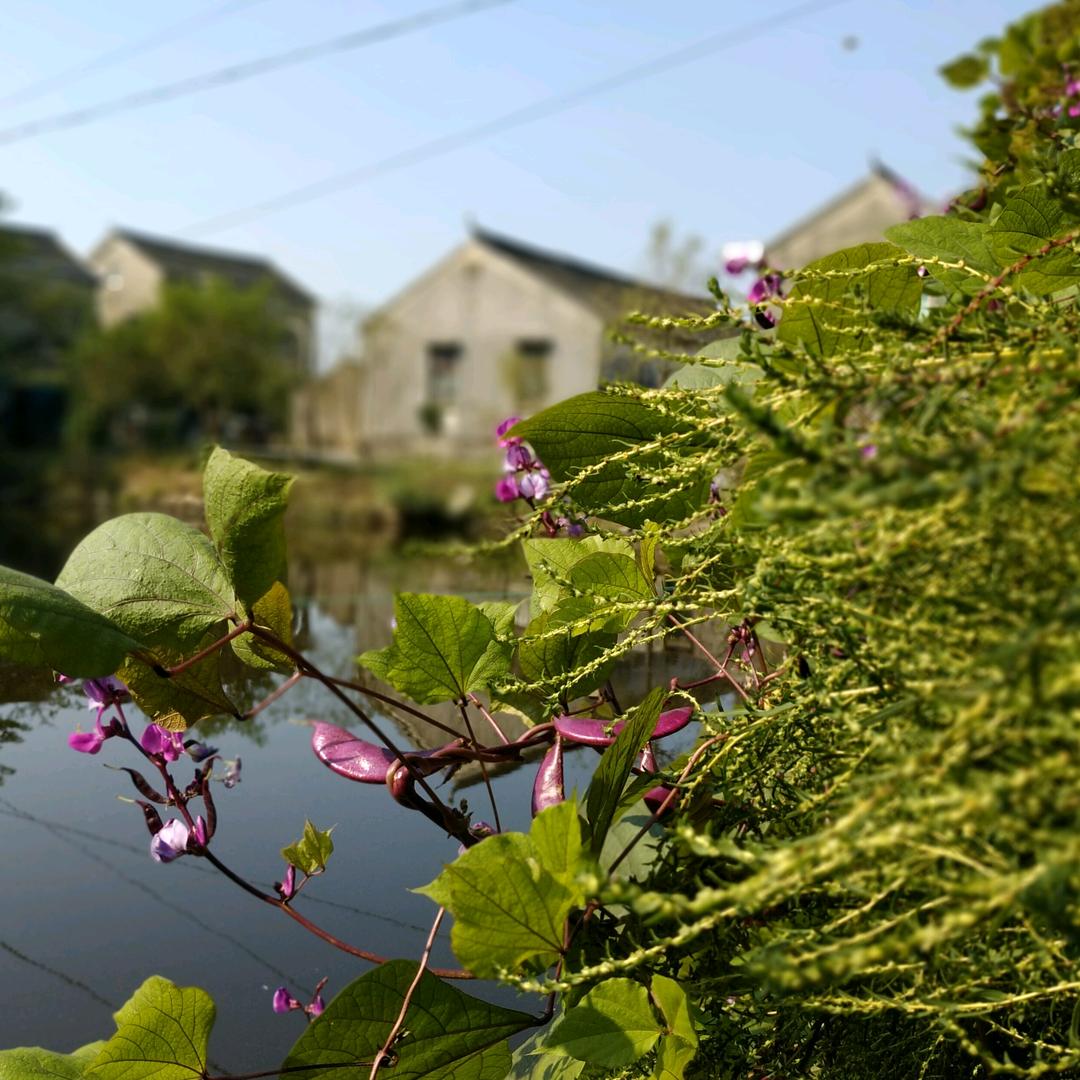 袁花朱阿根（小飞）🫓