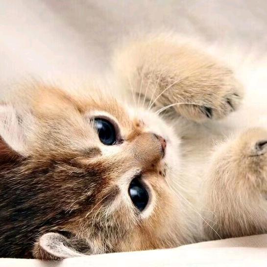🌈小喵😽