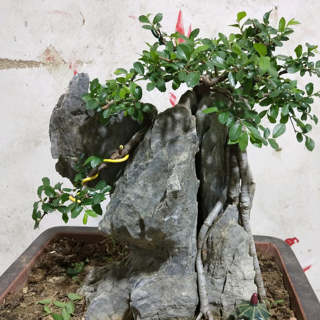 盆景之王 陈总  奇石盆景