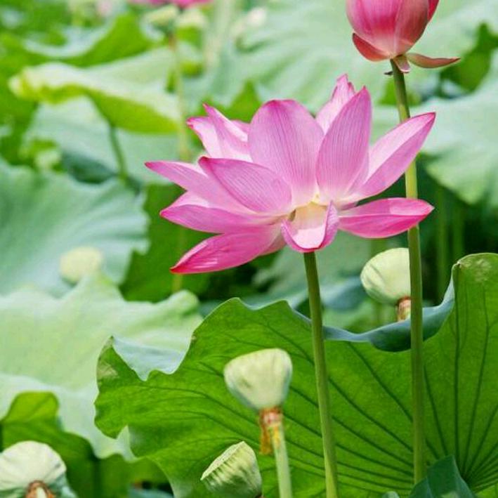 爱你绝不后悔