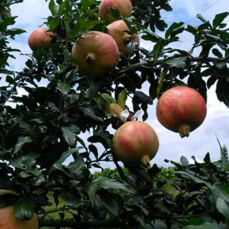 强哥麟睿家庭农场