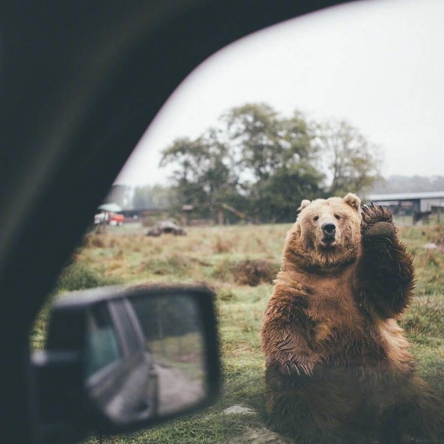 🐻