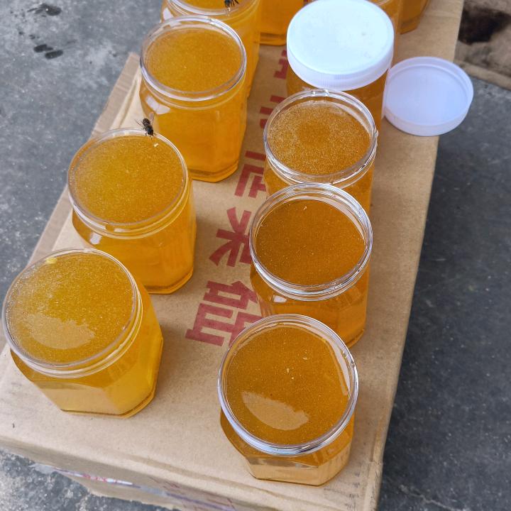 专业野外搞蜜蜂，马蜂，