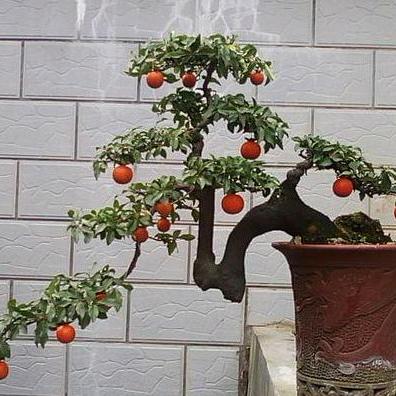 悟