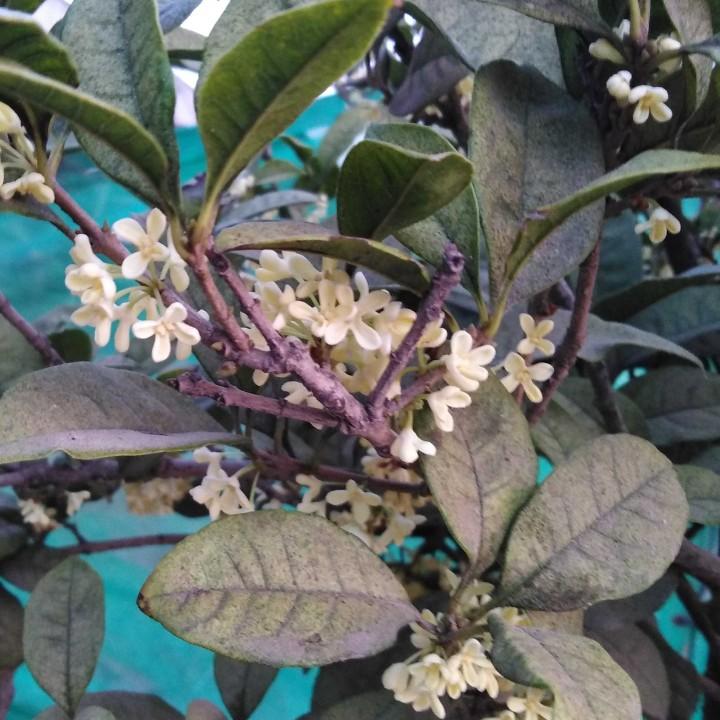 胡焕茂磨面坊