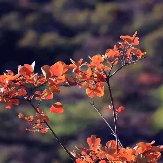 春暖花开柳叶青