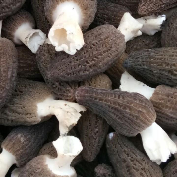 天一农夫羊肚LDS