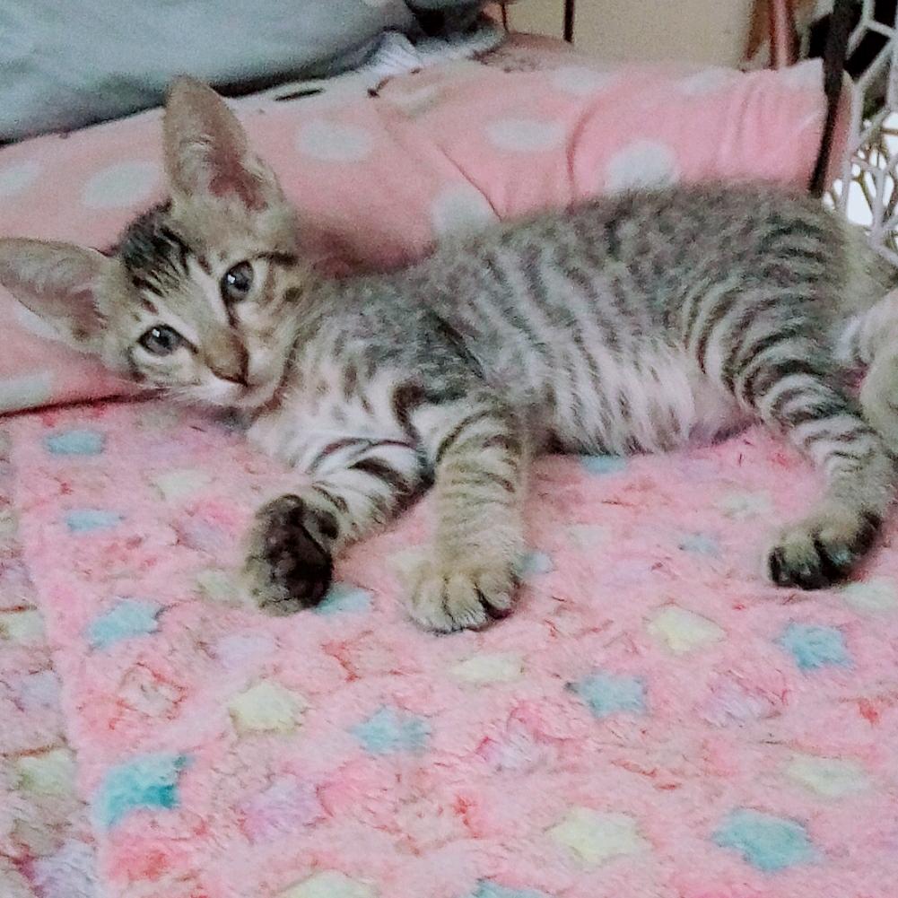 十里桃花不如你