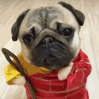 小马过河