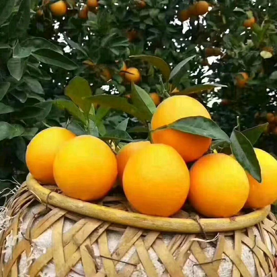 、燕子