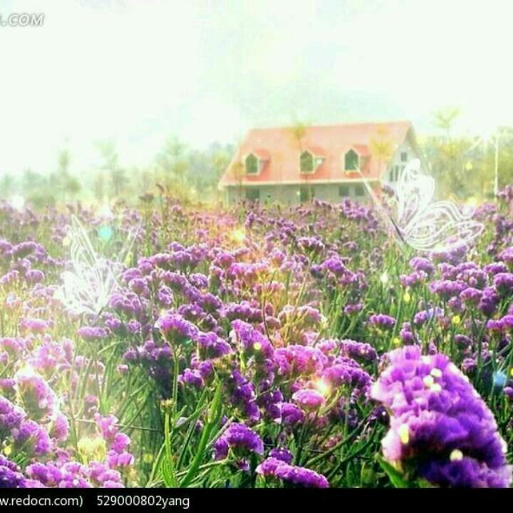 安知若素