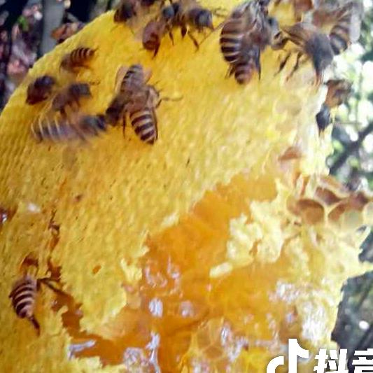 青松，雨后的彩虹