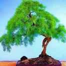 林家大闺女👪赖家大儿媳👫