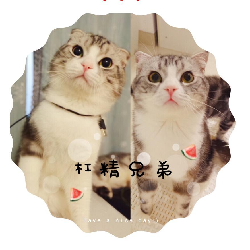 QQ爱猫