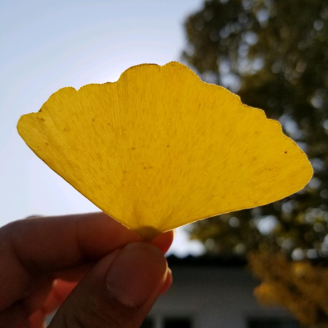 90后的蓝胖子