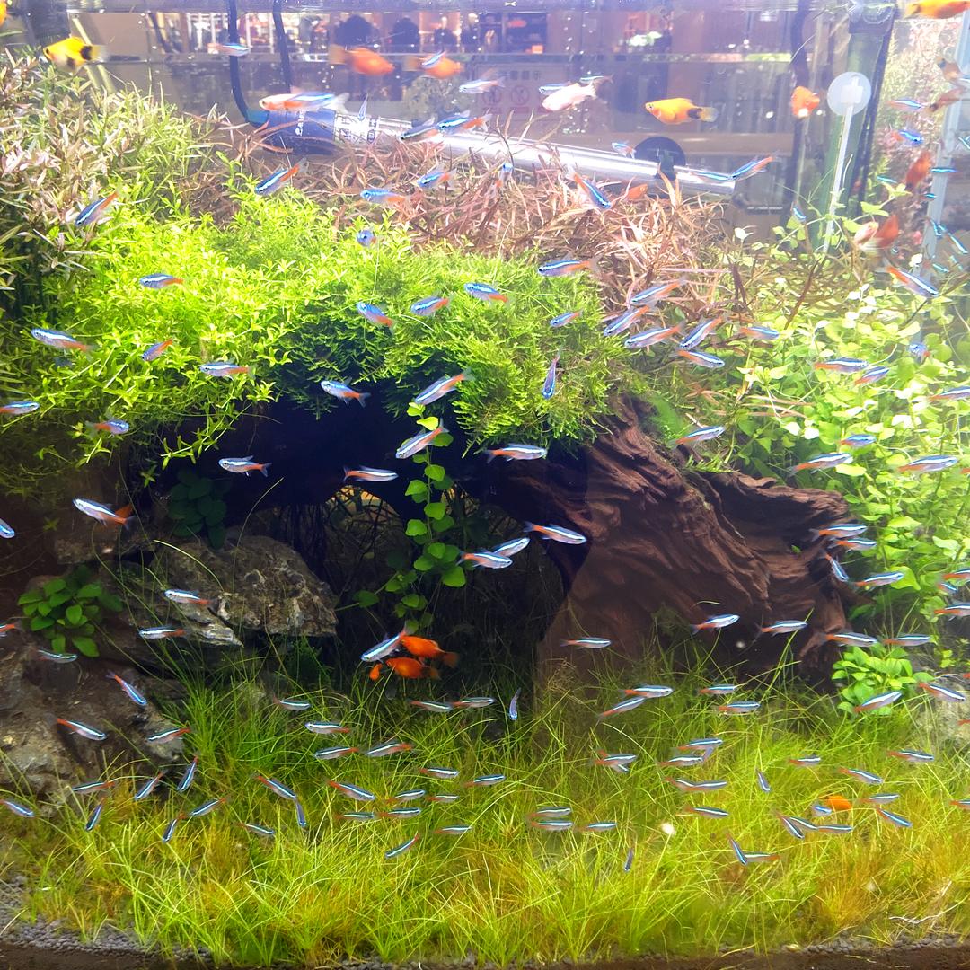 京东家电专卖店如皋市（紫光新村）