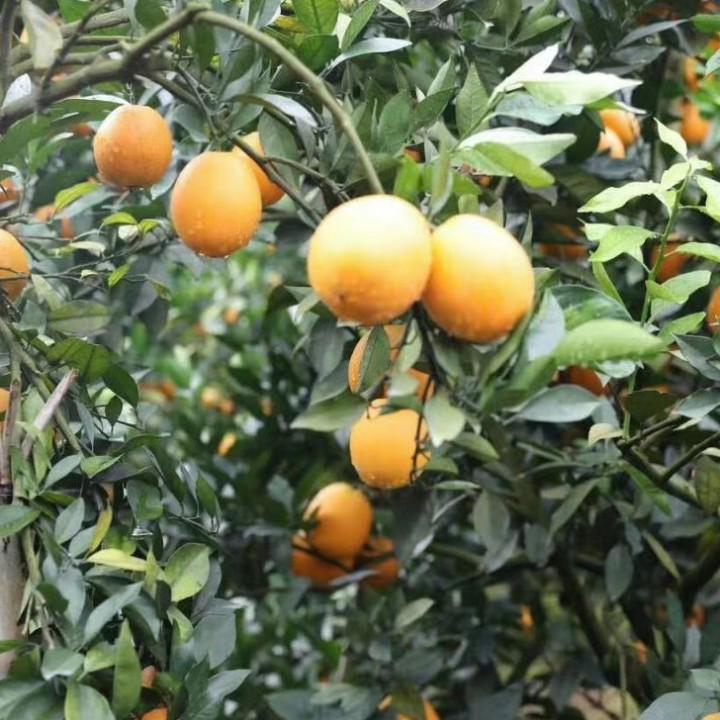 盘古子，复兴华族在我辈