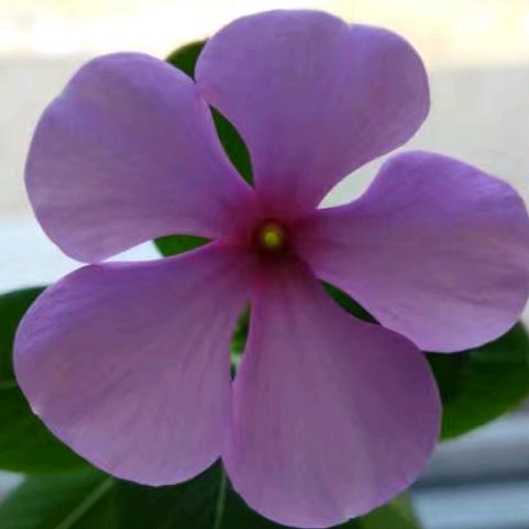 转悠