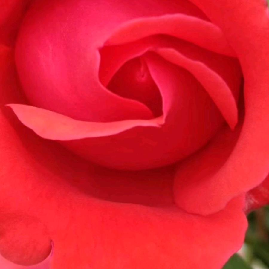 @春天(spring)