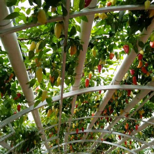 烟台市蓬莱区菜鸟鲜飞家庭农场