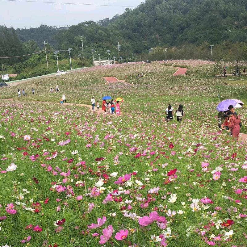 喜气羊洋