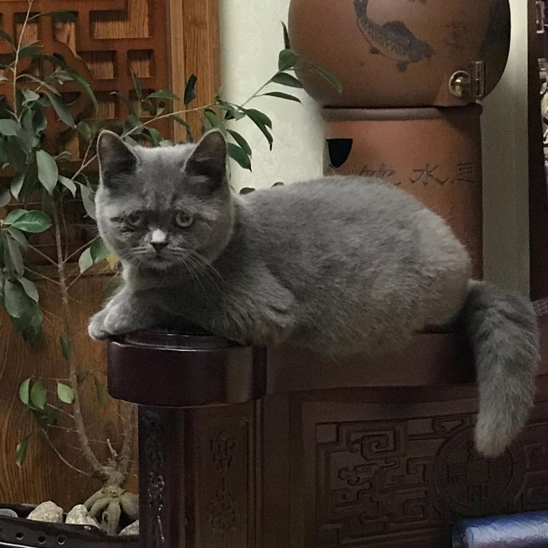 生如夏花