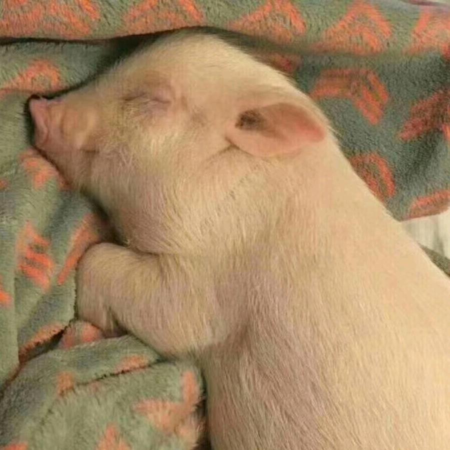 肆拾貳🤫