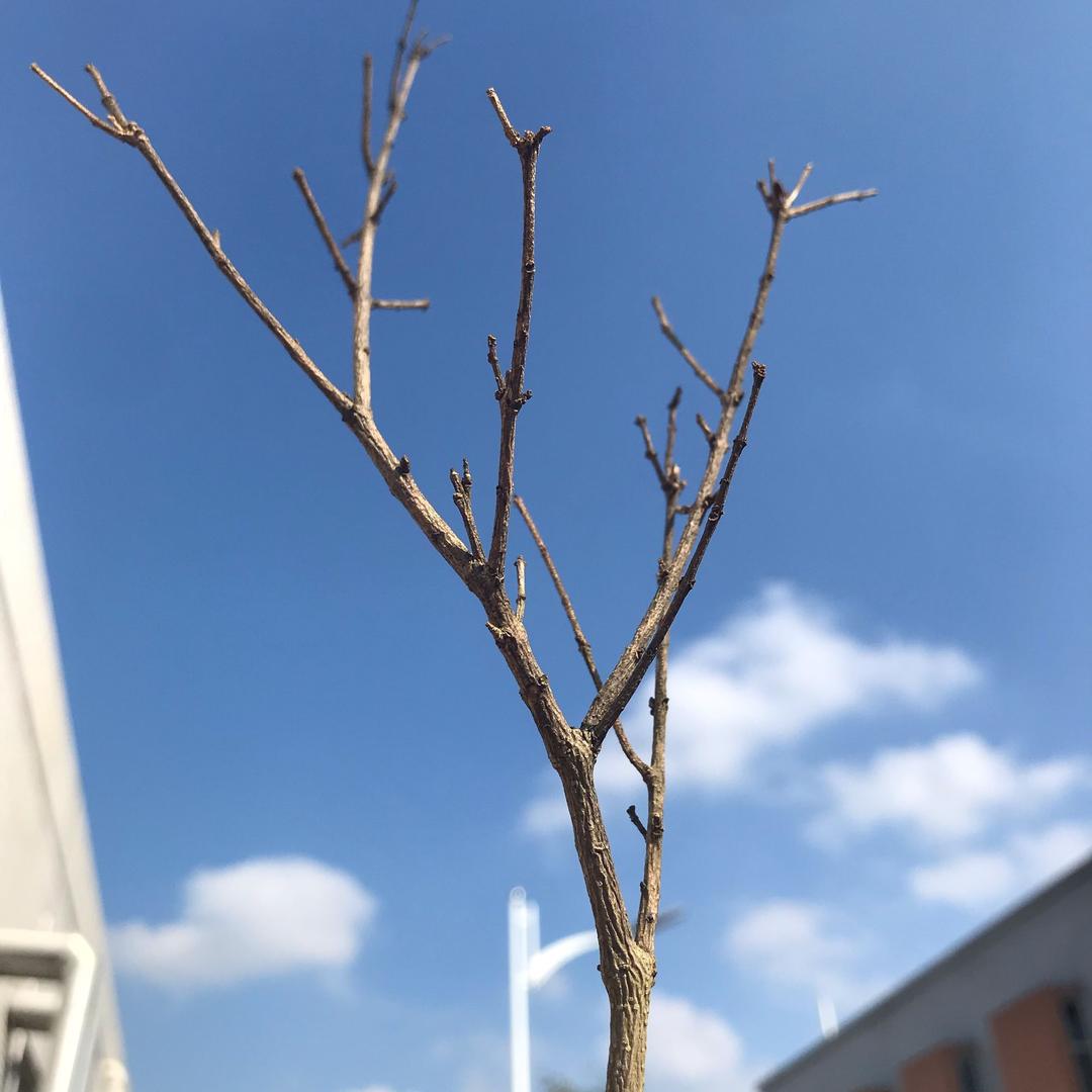 。