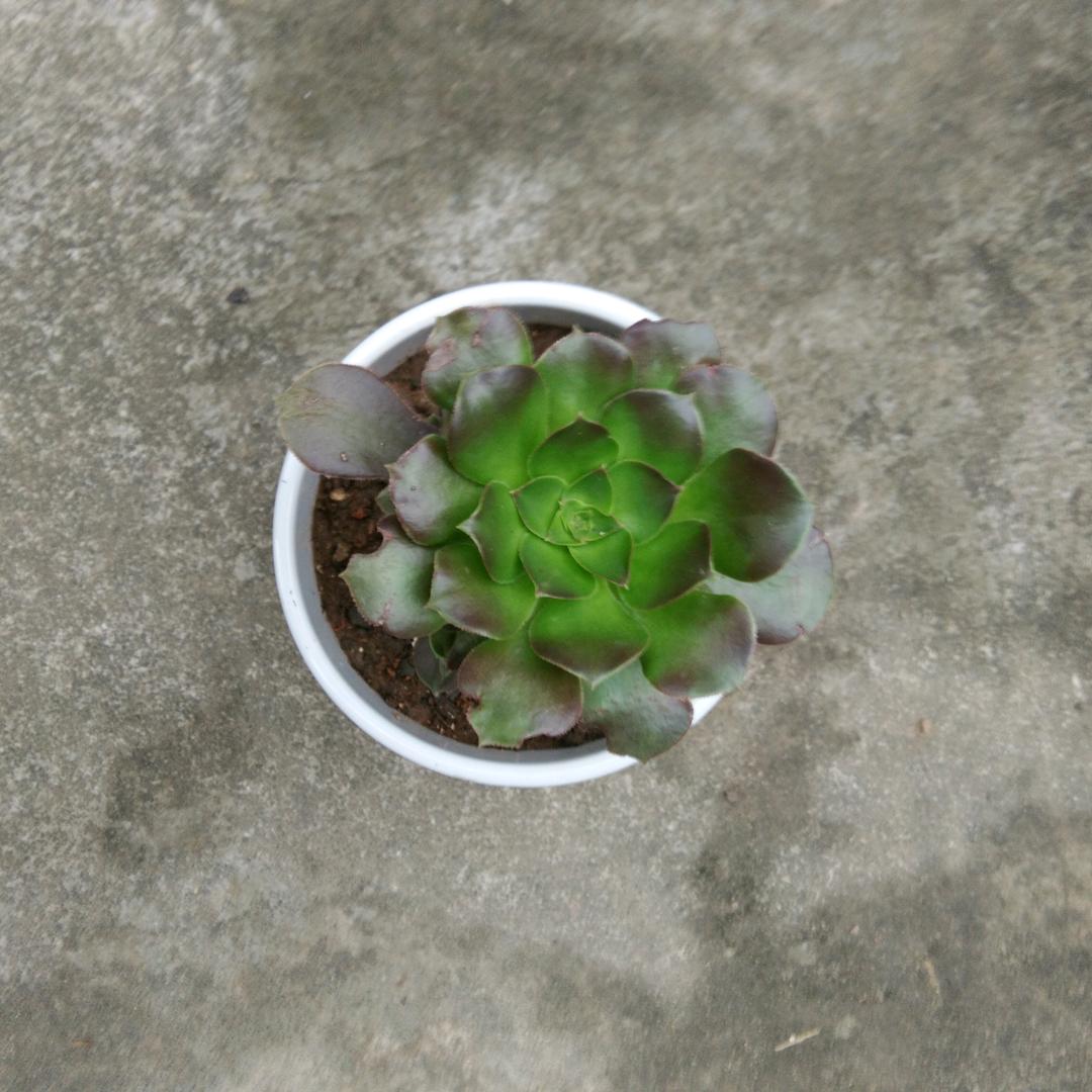 开心
