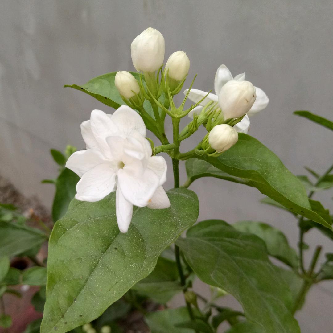 栀子花