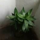 一生幸福不阿照理