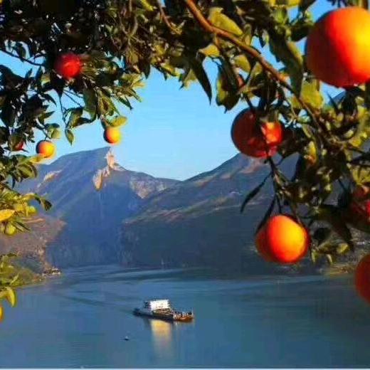 奉节脐橙 钱💰老大💰钱